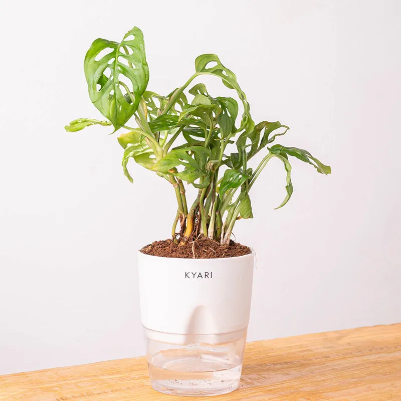 Kyari Philodendron Broken Heart With Self Watering Pot - White media 6