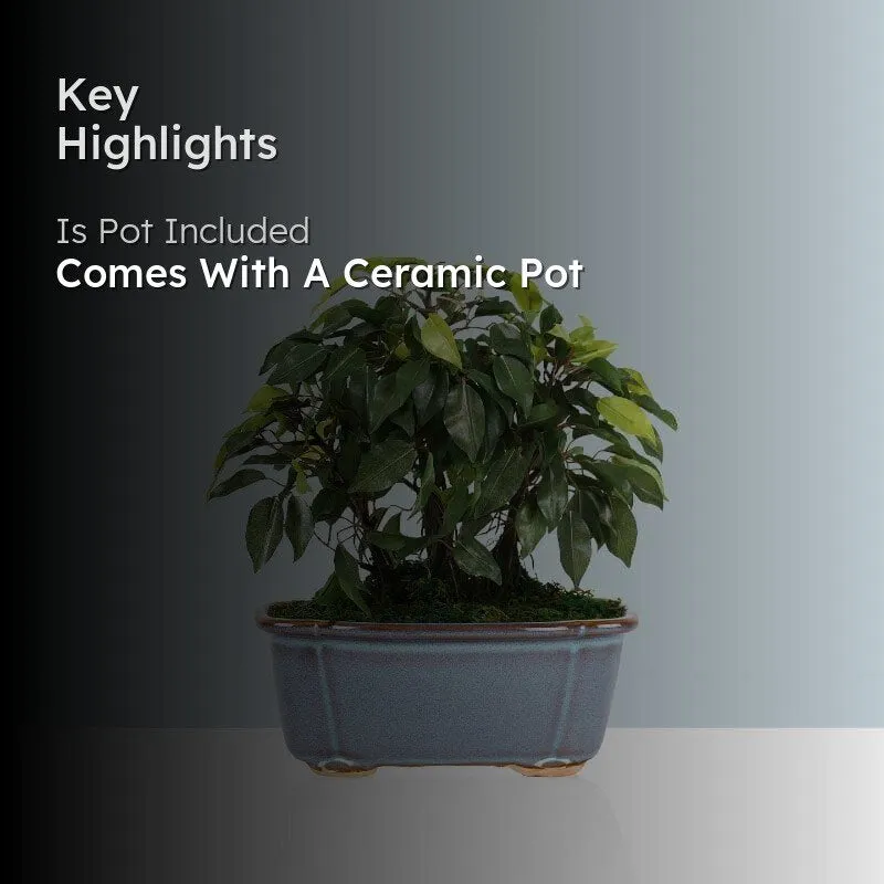 Faux Ficus Bonsai In Tub Pot - 34 cms media 2