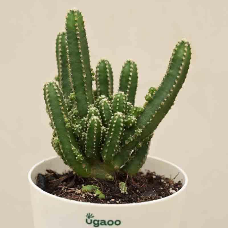 Ugaoo Cactus Plant - Elongated media 4