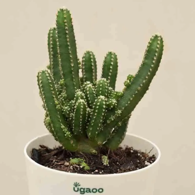 Ugaoo Cactus Plant - Elongated media 4