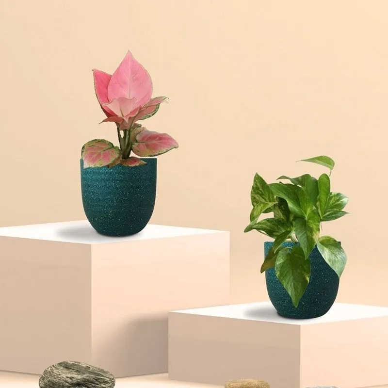 Greenkin Aglaonema Pink & Gold King Live Plants (Green) - Set Of Two media 3