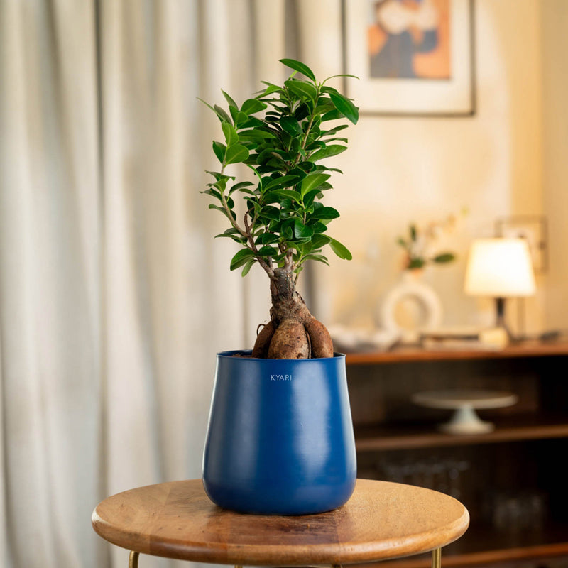 Kyari Ficus Bonsai With Metal Self Watering Pot (Blue) - 1 Foot