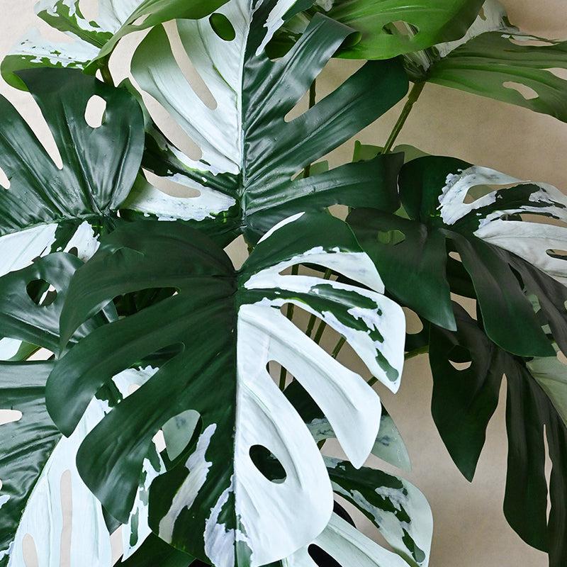 Faux Everlasting Albo Monstera Plant With Black Plastic Pot - 61 cm (2 ft) media 4