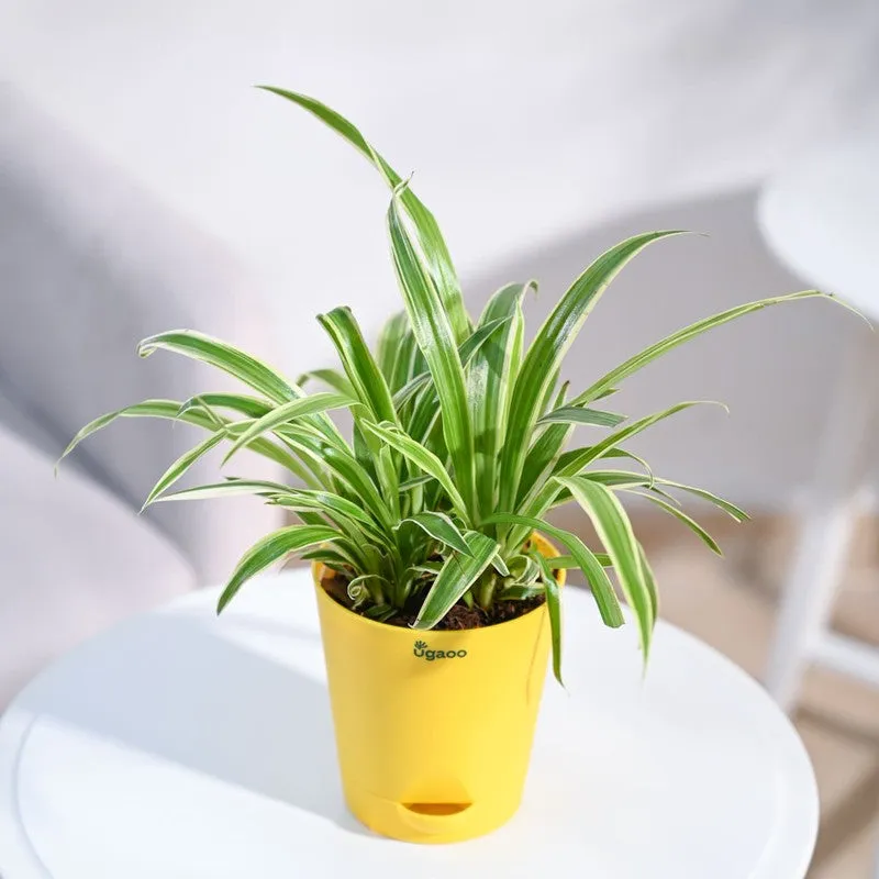 Ugaoo Spider Plant media 4