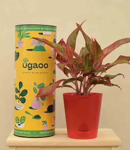 Live Plants