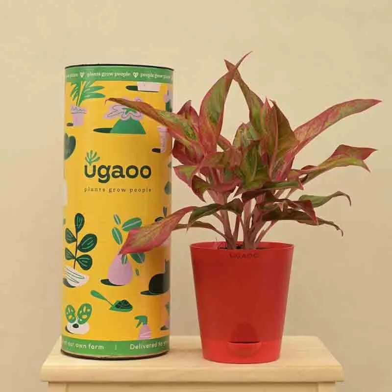 Ugaoo Aglaonema Red Plant - Medium media 1