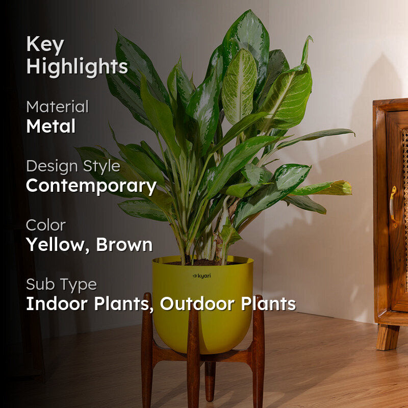 Kyari Aglonema Ice Plant With Metal Self Watering Pot - Yellow media 2
