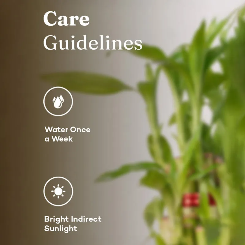 Kyari 2-Layer Lucky Bamboo With Self Watering Pot (Yellow) - 18 cm media 5