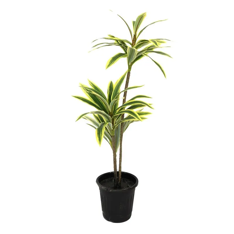 Soilyn Artificial Dracaena Plant - 2.5 Feet media 3