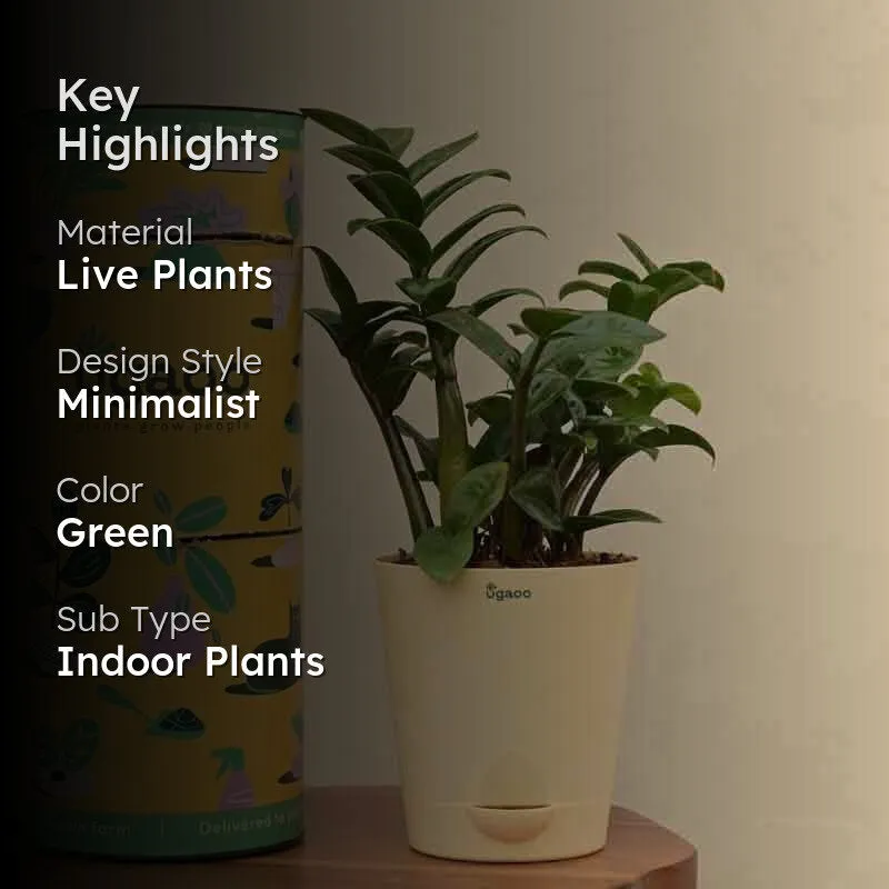 Ugaoo Dwarf ZZ Plant media 2