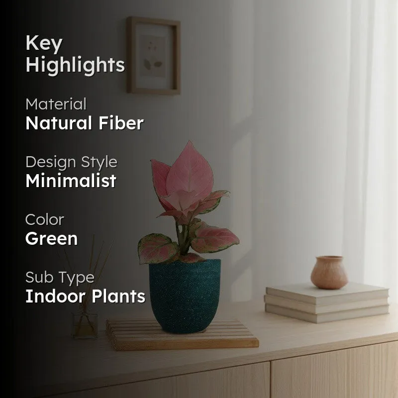 Greenkin Aglaonema Pink Live Plant - Green media 2