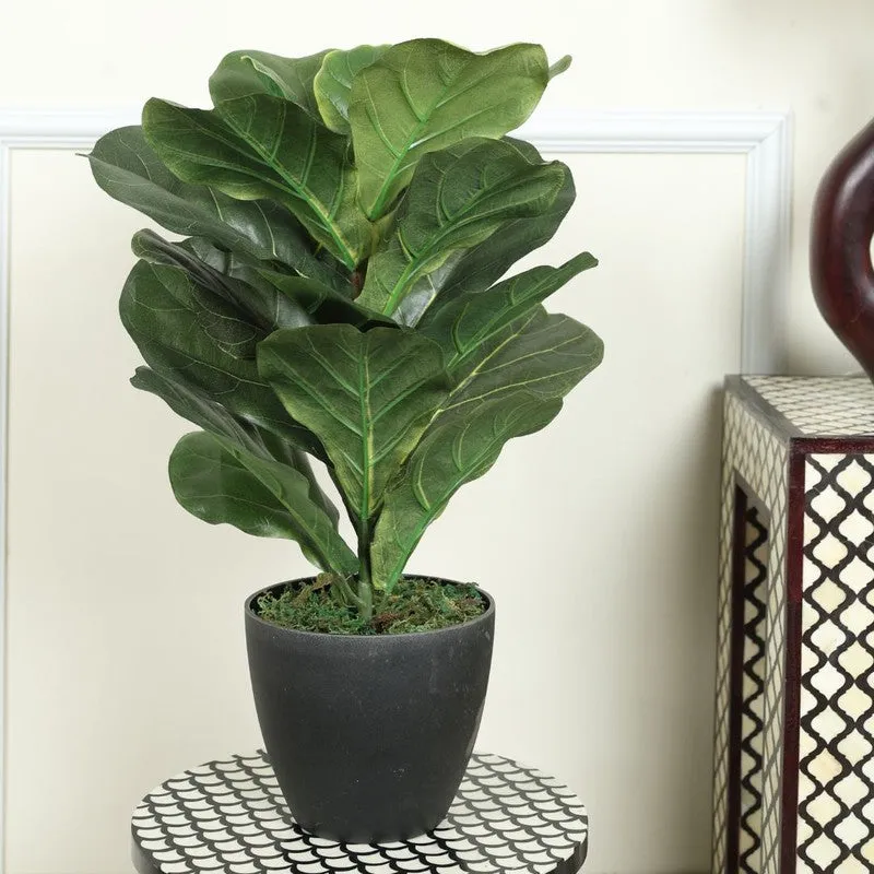 Leafique Artificial Fiddle Leaf Plant With Black Fiber Pot - 1.4 Feet media 4