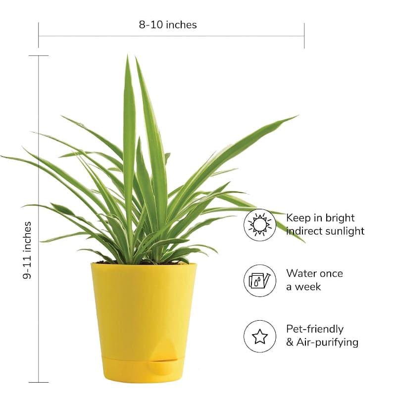 Ugaoo Jade & Spider Indoor Plant With Pot - Set Of Two media 4