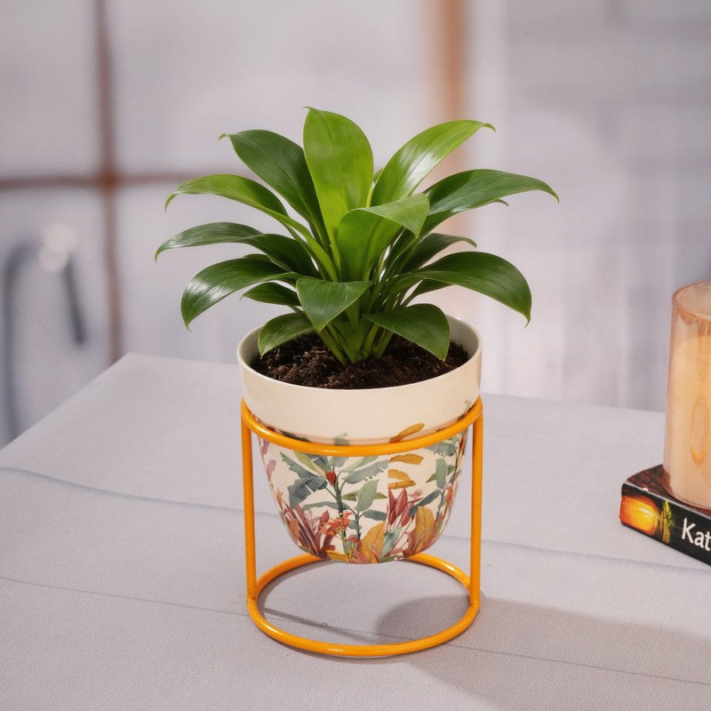 Vessel & Vine Metal Planters With Stand - Two Piece Set media 6