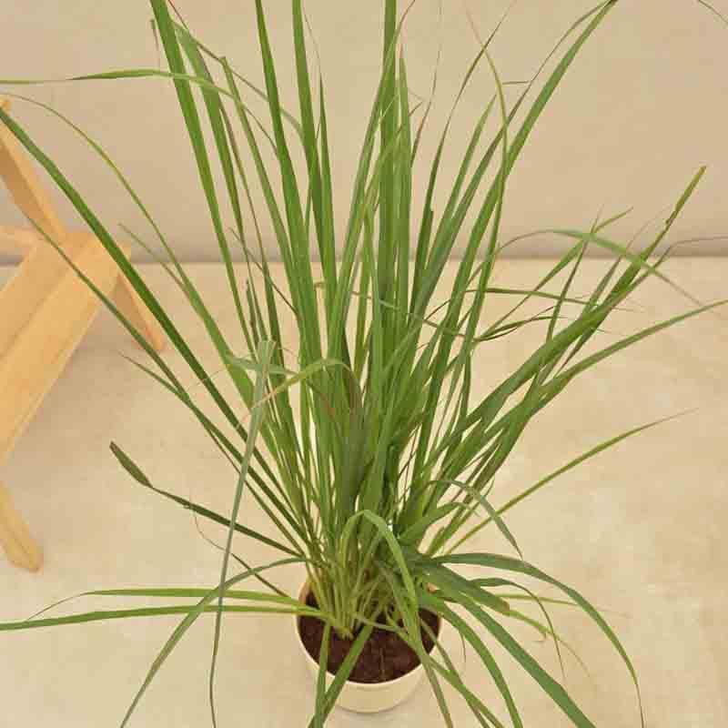 Ugaoo Lemon Grass Plant media 4