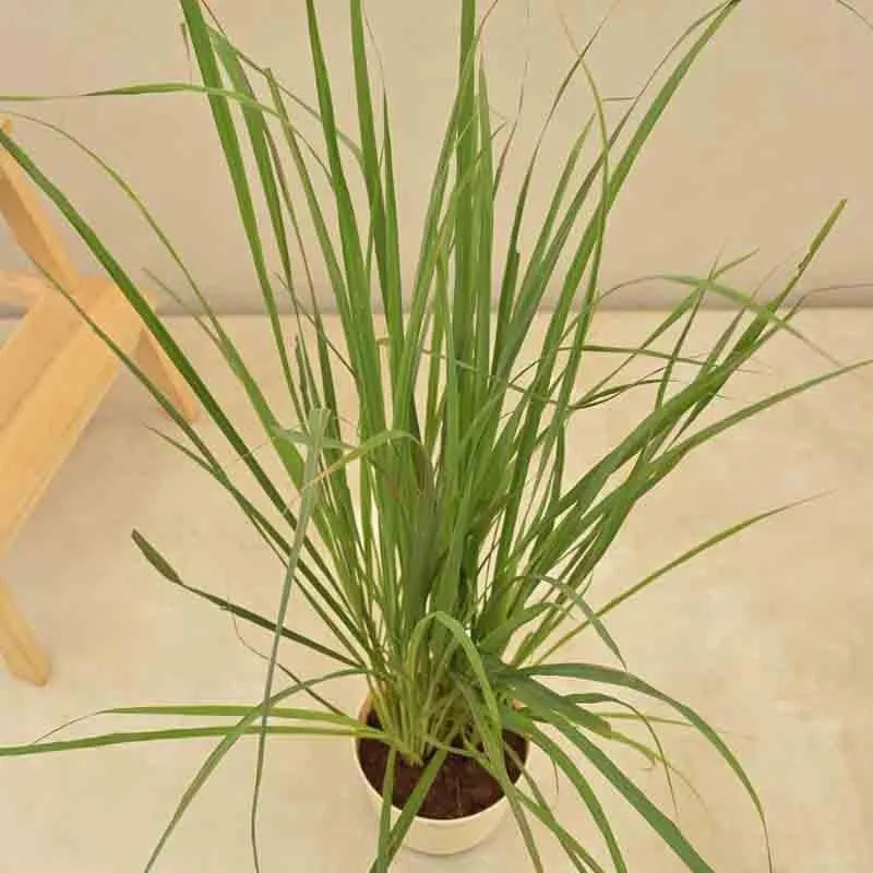 Ugaoo Lemon Grass Plant media 4