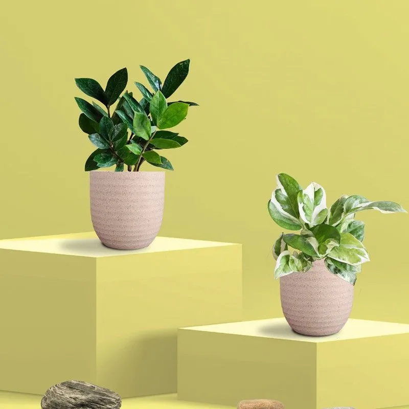 Greenkin ZZ & Njoy Live Plants (Ivory) - Set Of Two media 3