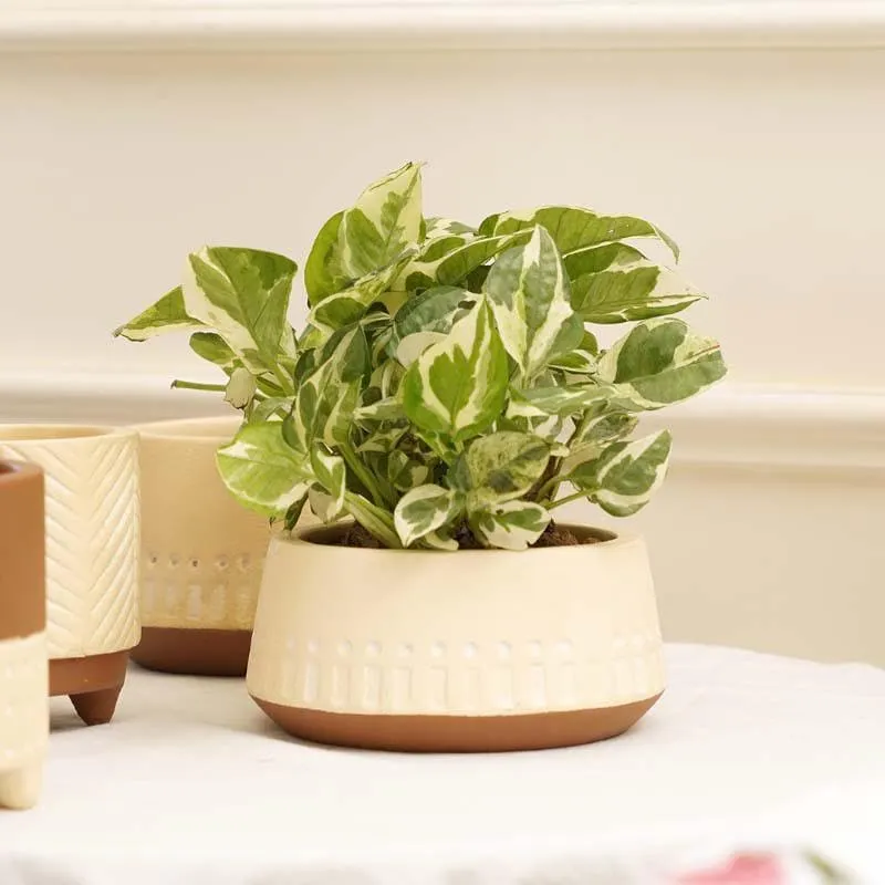 Terazzo Terracotta Planters - Set Of Four media 6
