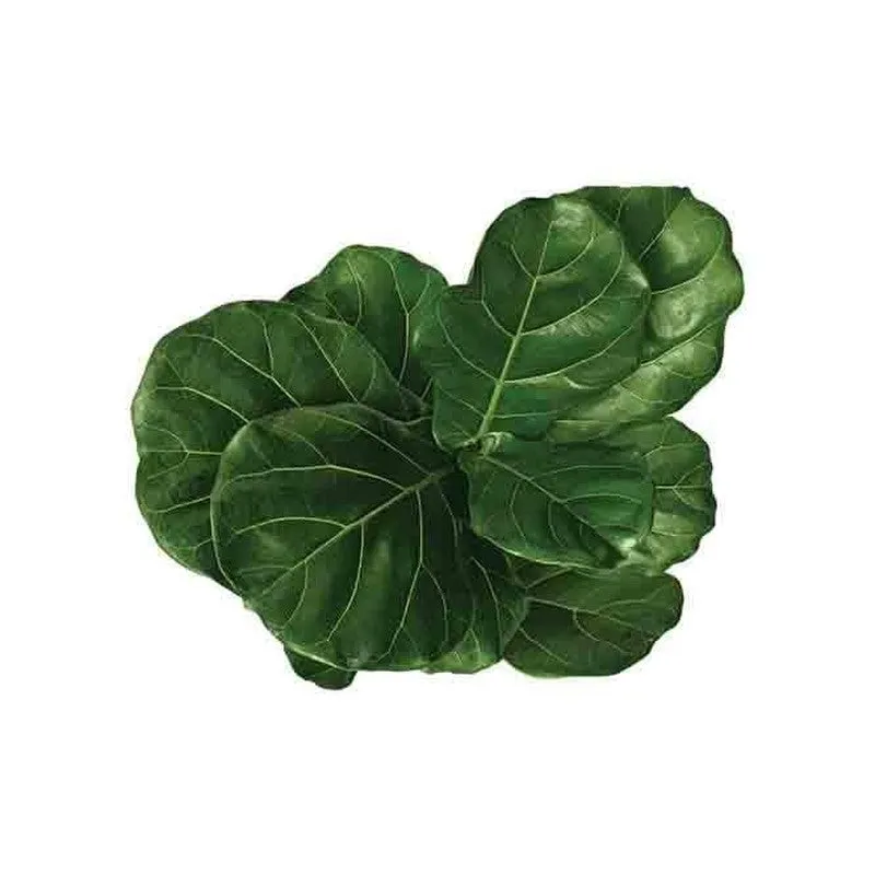 Ugaoo Ficus Lyrata Plant(Fiddle Leaf Fig) - 3.9 ft media 3