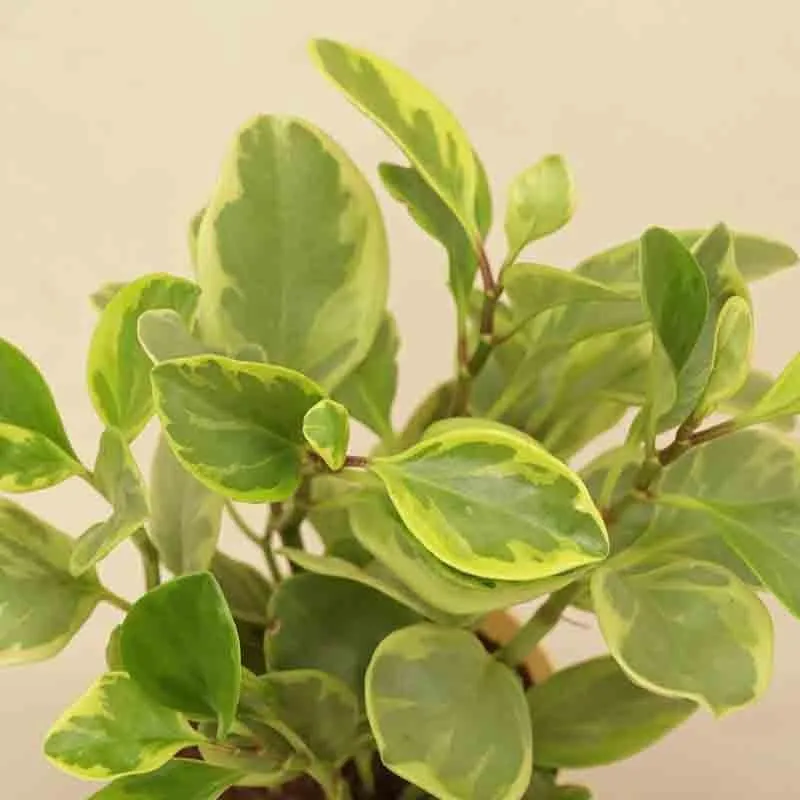 Ugaoo Peperomia Variegated Plant - Small media 6