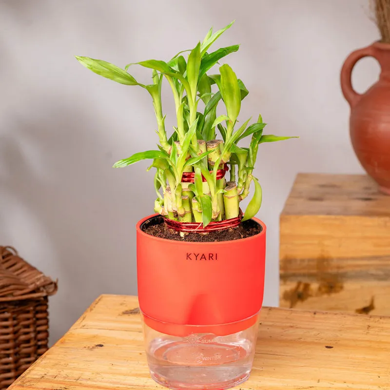 Kyari 2-Layer Lucky Bamboo With Self Watering Pot (Red) - 18 cm media 3