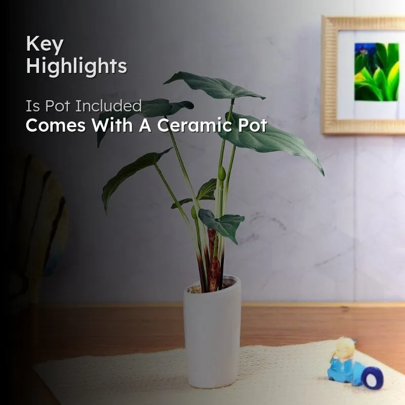 Faux Alocasia Bonsai In Ceramic Pot - 38 cms media 2
