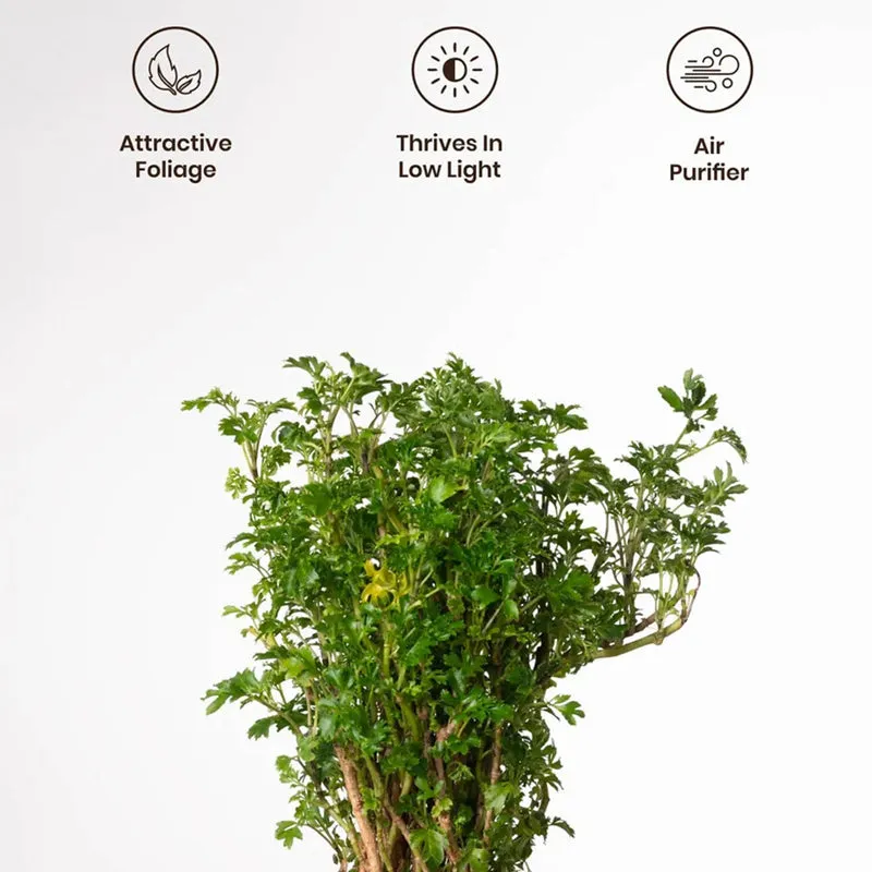 Kyari Aralia Plant With Self Watering Pot (Yellow) - 18 cm media 4