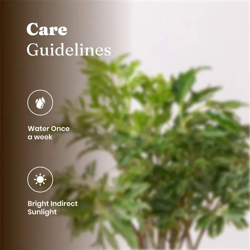 Kyari Aralia Green Plant With Self Watering Pot - White media 5
