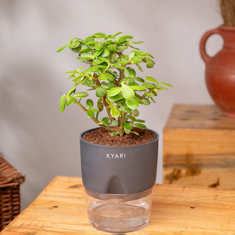 Kyari Jade Plant With Self Watering Pot (Grey) - 18 cm media 3