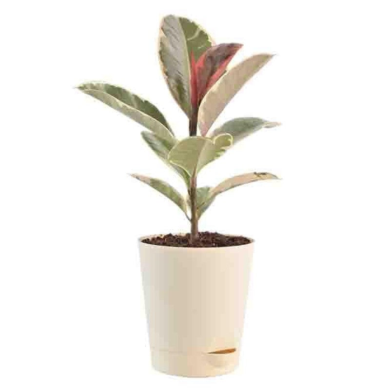 Ugaoo Air Purifying Plant Bundle - Rubber Variegated and Aglaonema Pink media 3