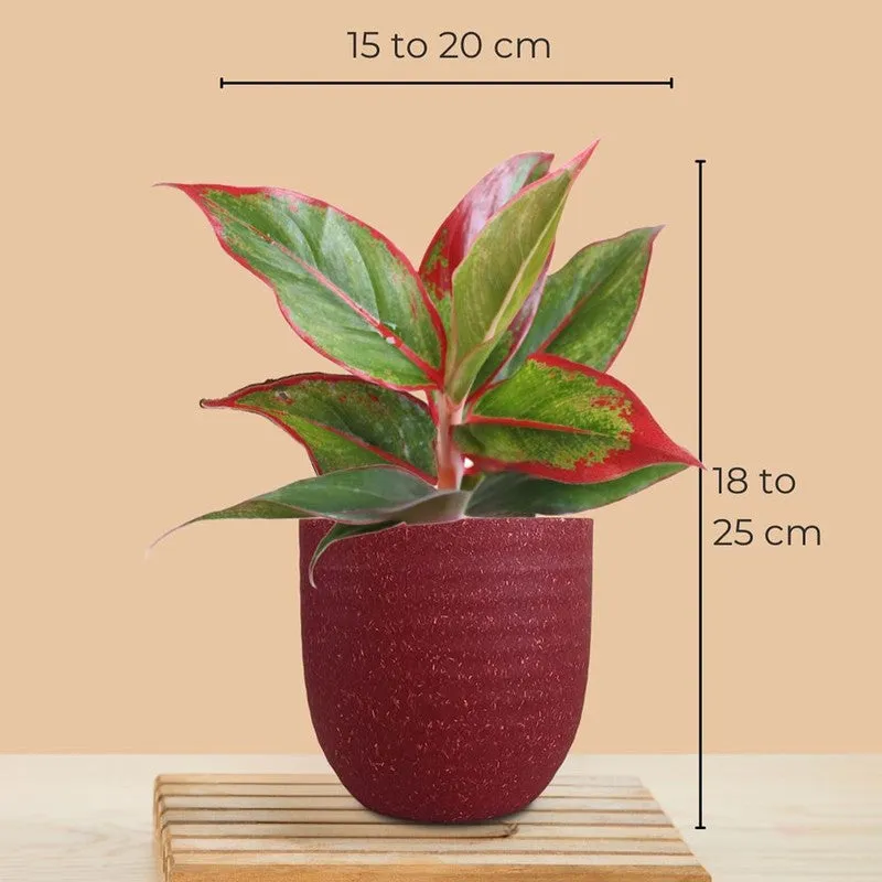 Greenkin Aglaonema & Gold King Live Plants (Red) - Set Of Two media 10