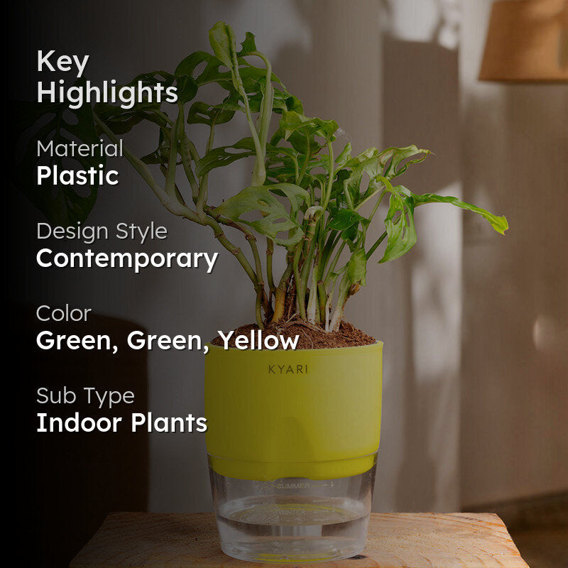 Kyari Philodendron/Broken Heart Plant With Self Watering Pot (Yellow) - 18 cm media 2