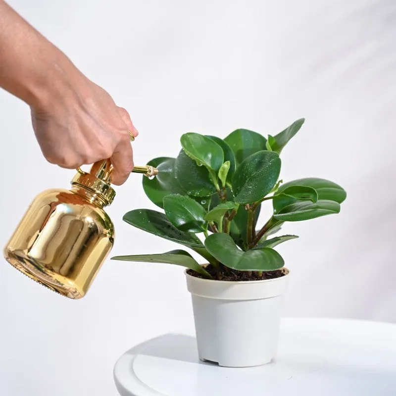 Ugaoo Peperomia Green Plant media 4