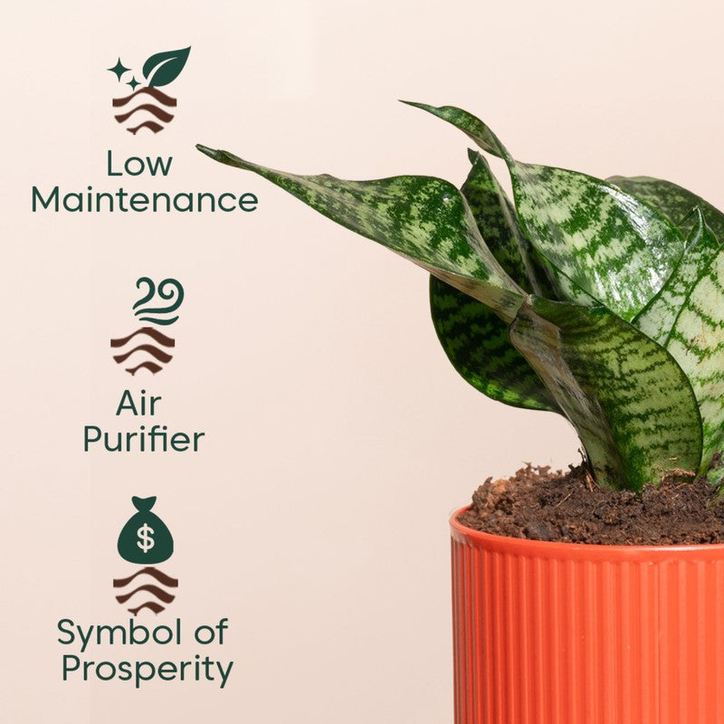 Kyari Snake Plant with Self Watering Pot - Red media 4