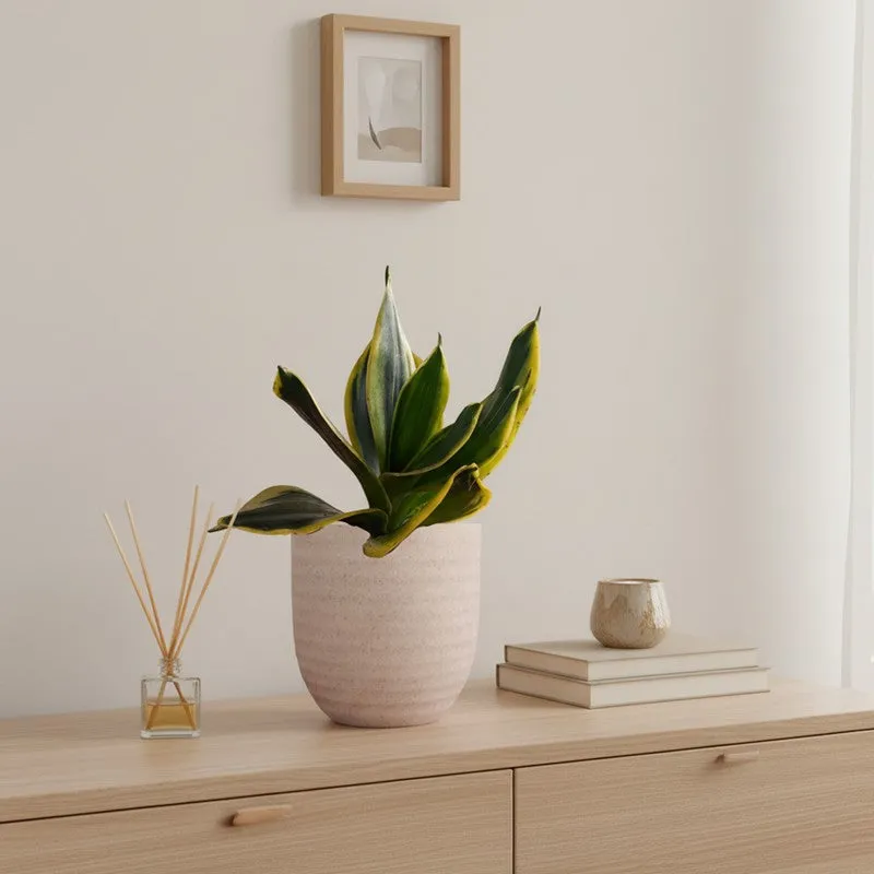 Greenkin Golden Snake Live Plant - Ivory media 1