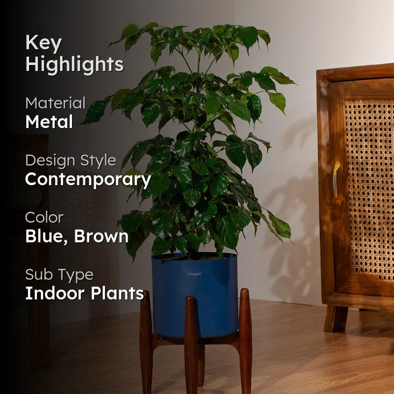 Kyari China Doll Plant With Metal Self Watering Pot (Blue) media 2