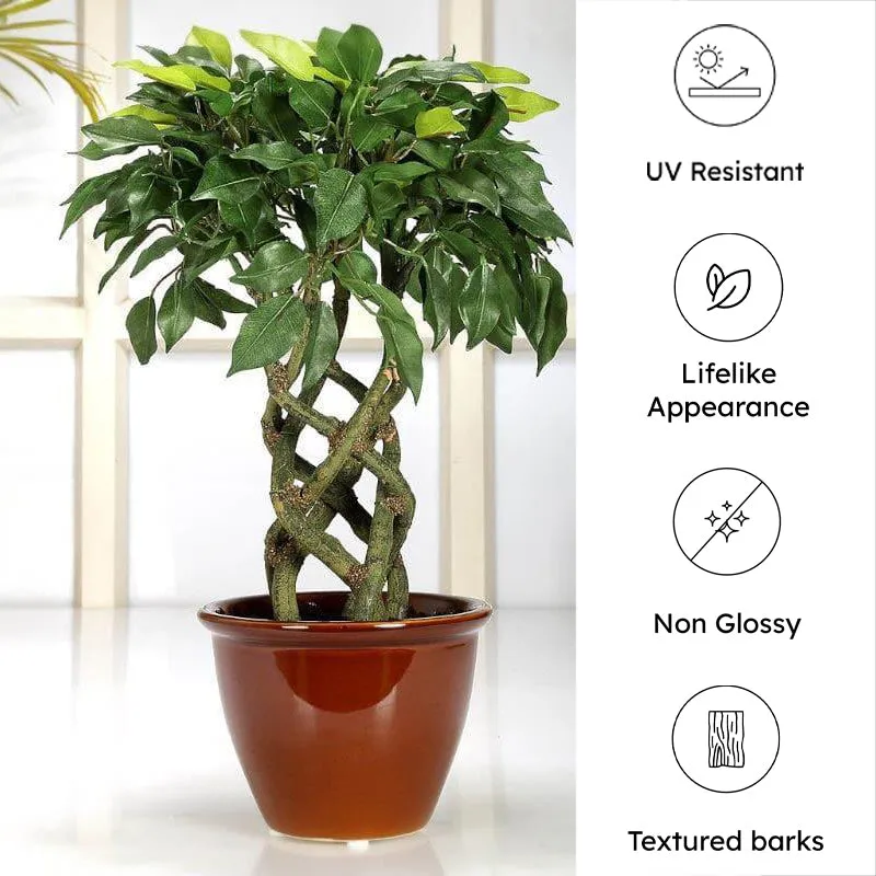 Faux Creeper Ficus Bonsai (41 cms) - Green media 5