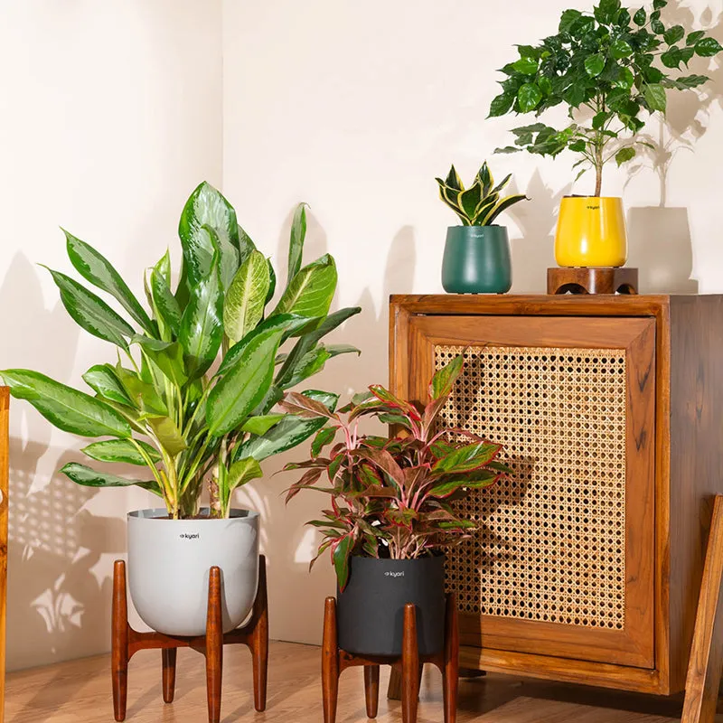 Kyari Agalonema Lipstick Plant With Metal Pot (Green) - 2 Feet media 4