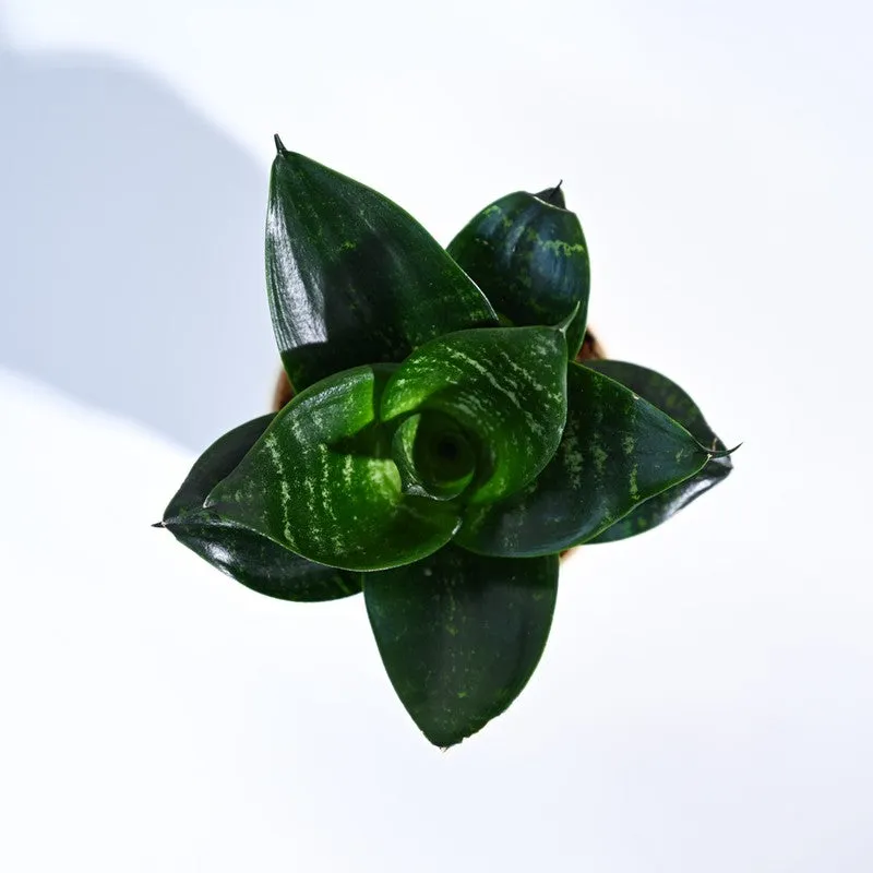 Ugaoo Snake Plant - Green media 4