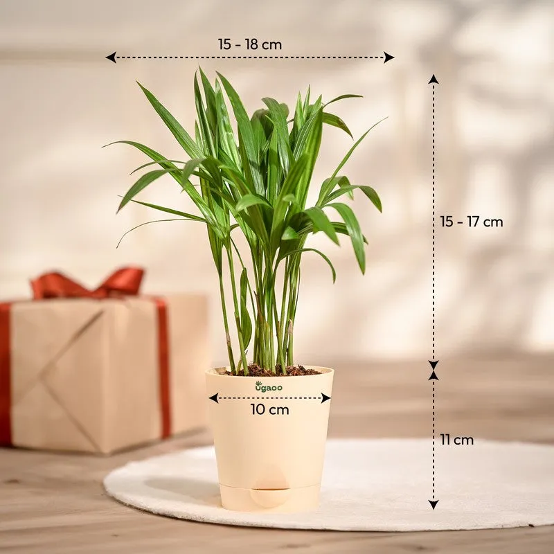 Ugaoo Areca Palm Live Plant media 7