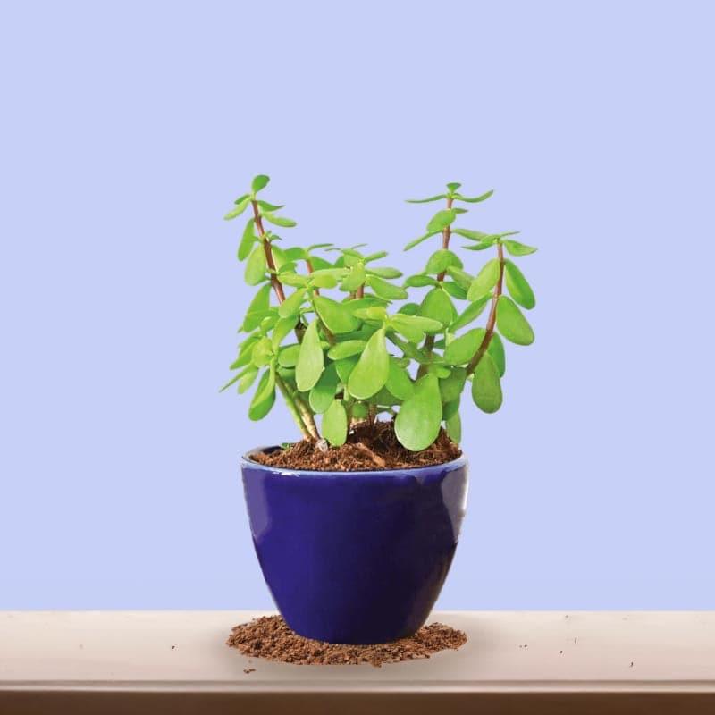 Live Plants