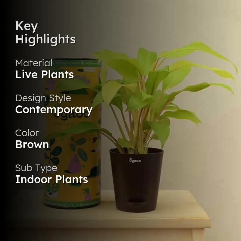 Ugaoo Philodendron Ceylon Golden Plant media 2