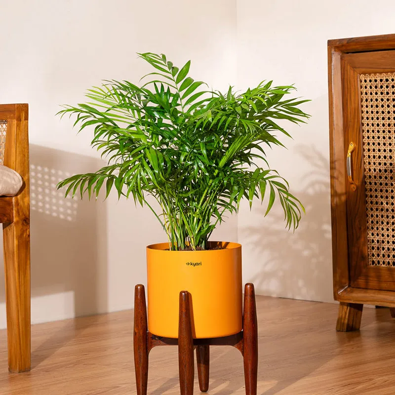 Kyari Areca Palm Plant With Metal Self Watering Pot (Orange) media 1