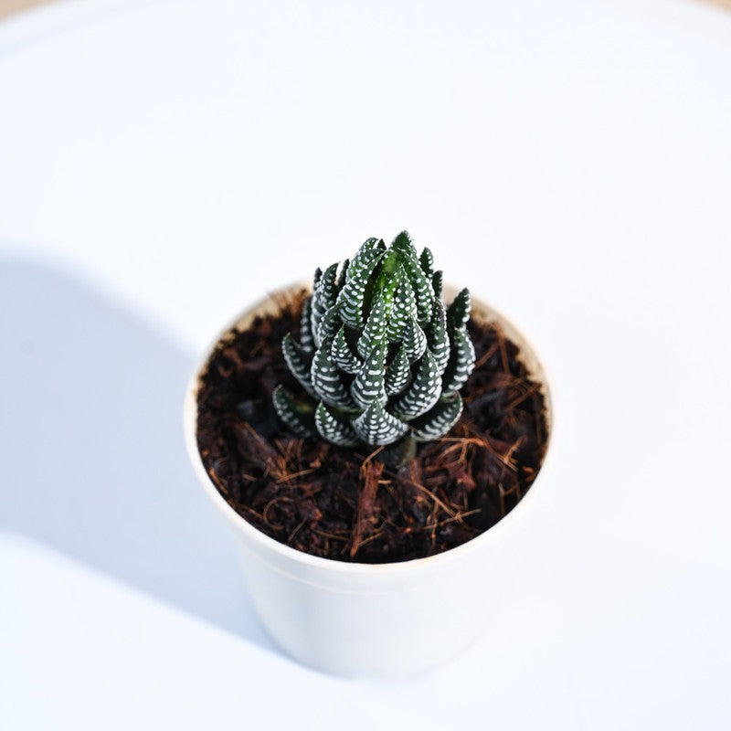 Ugaoo Haworthia Coarctata Plant media 5