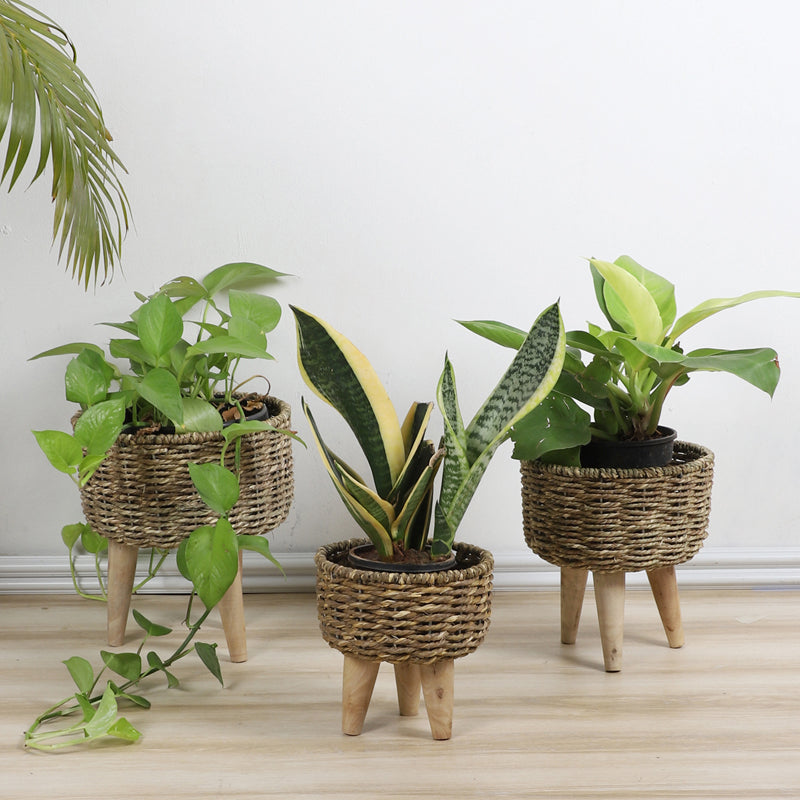 Wicker Grow Planter - Set Of Three
