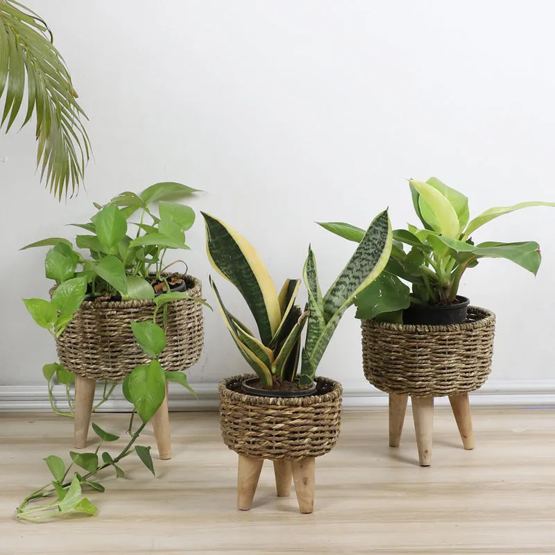 Wicker Grow Planter - Set Of Three media 1