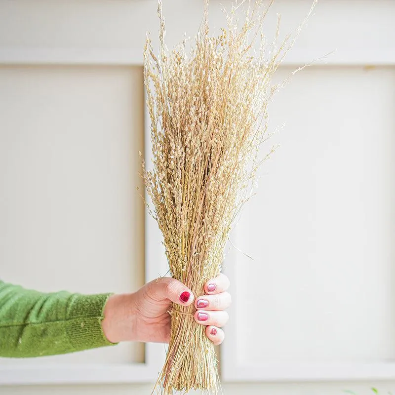 Aurora Stems Dried Flower Bunch media 1