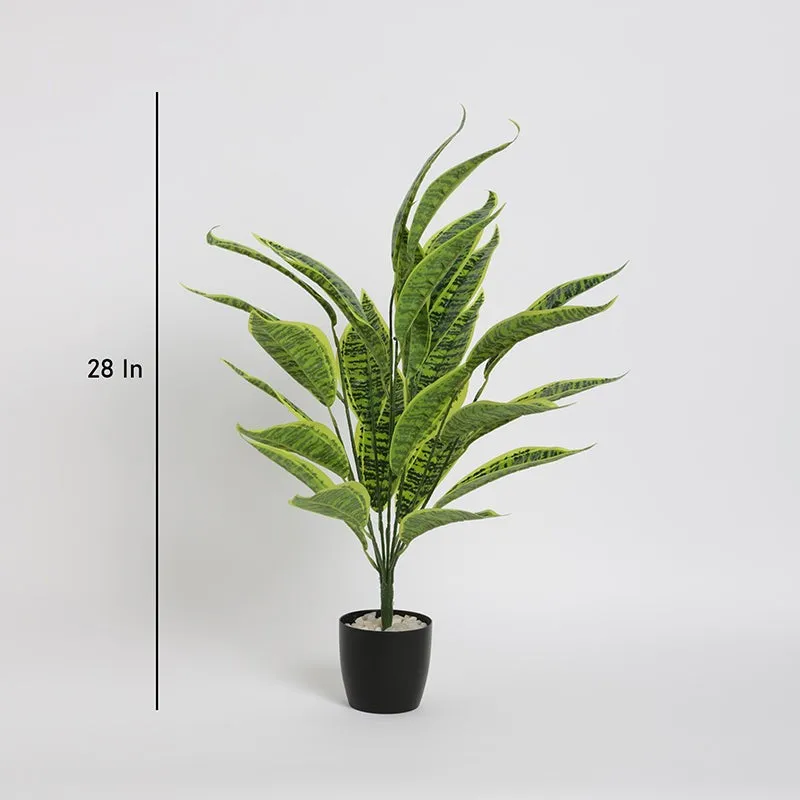 Faux Sloppy Painter Corton Plant With Black Plastic Pot - 2.2 Feet media 5
