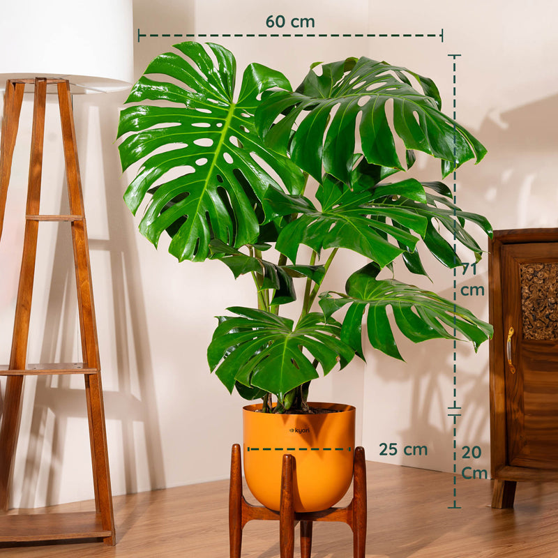 Kyari Monstera Deliciosa Plant With Metal Self Watering Pot (Orange) media 5