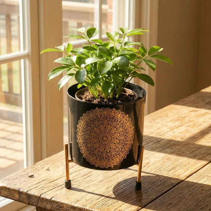 Botanique Metal Planters With Stand - Two Piece Set media 5